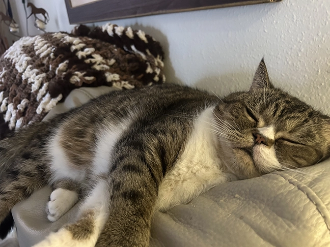 cat